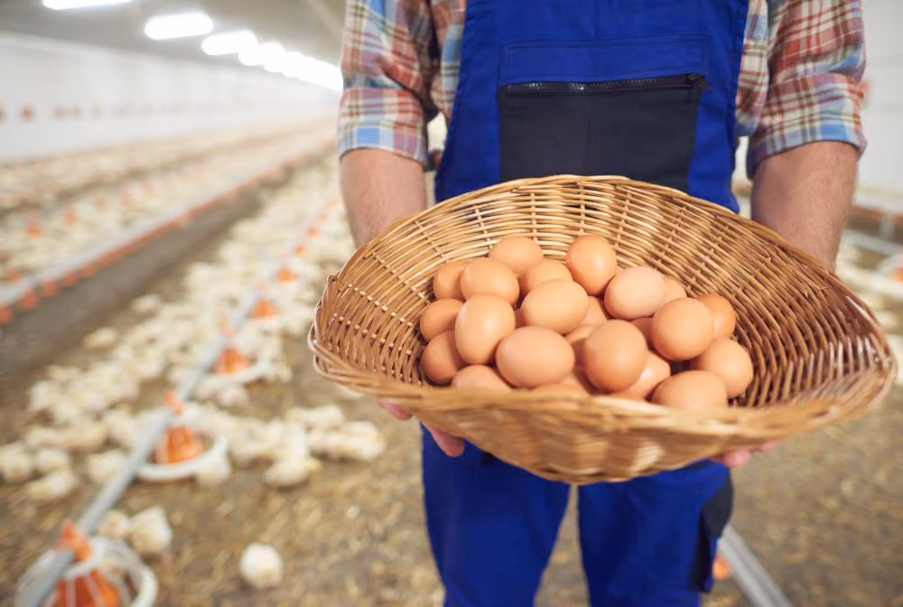 Modal Bisnis Ayam Petelur: Rincian Biaya, Perhitungan, dan Tips Sukses