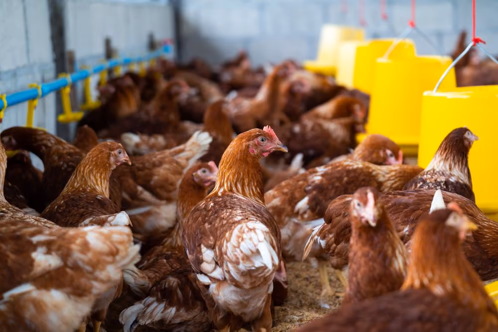 Modal Ternak Ayam Kampung: Panduan Lengkap dan Solusi Pendanaan yang Tepat